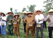 Pemkab Minahasa dan PGE Panen Raya Hasil Pupuk Katrili dari Endapan Silika Panas Bumi