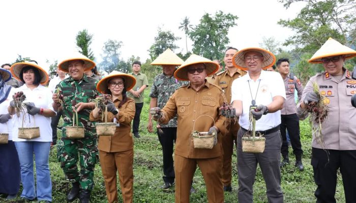 Pemkab Minahasa dan PGE Panen Raya Hasil Pupuk Katrili dari Endapan Silika Panas Bumi